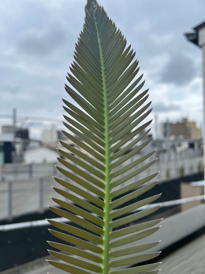 【お盆セール】ディオーン・エデュレ / 脇芽付き 新芽展開中 ソテツ 希少 大株