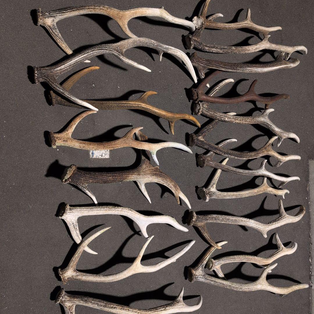 蝦夷鹿の角 エゾシカ 北海道産 インテリア まとめ売り １９本セットアイヌ