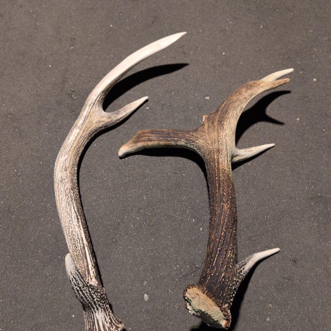 蝦夷鹿の角 エゾシカ 北海道産 インテリア まとめ売り １９本セットアイヌ