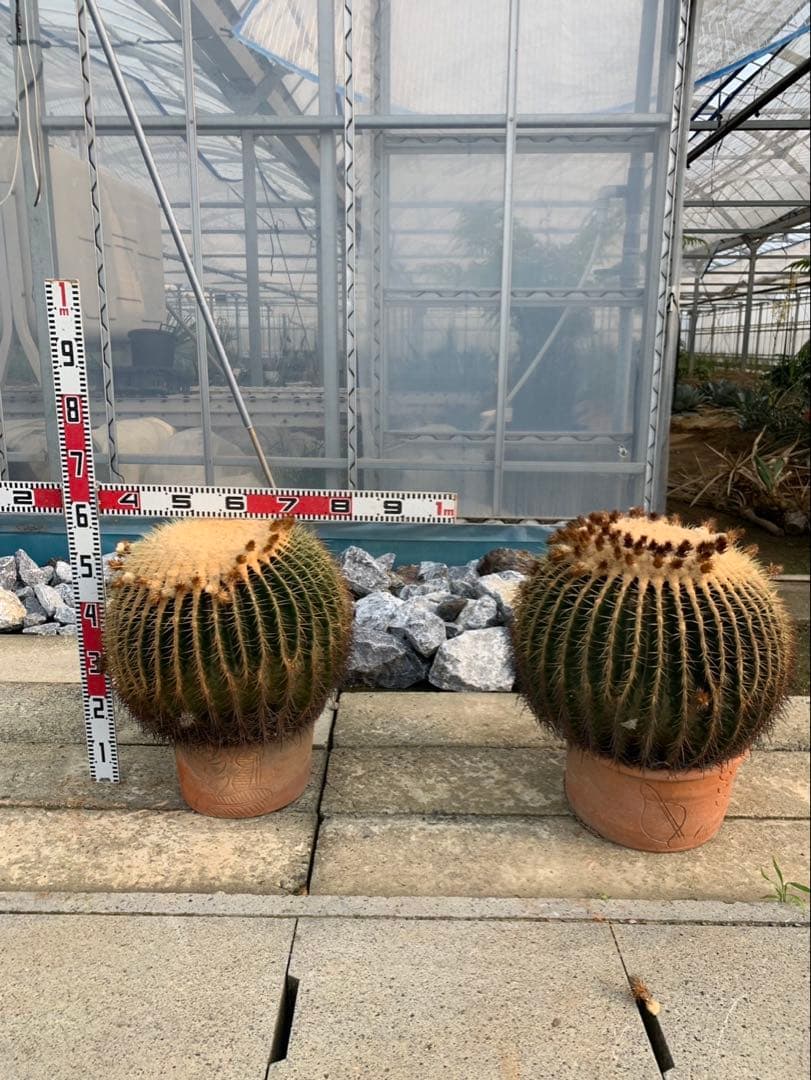 サボテン　金鯱　2個セット 引取限定