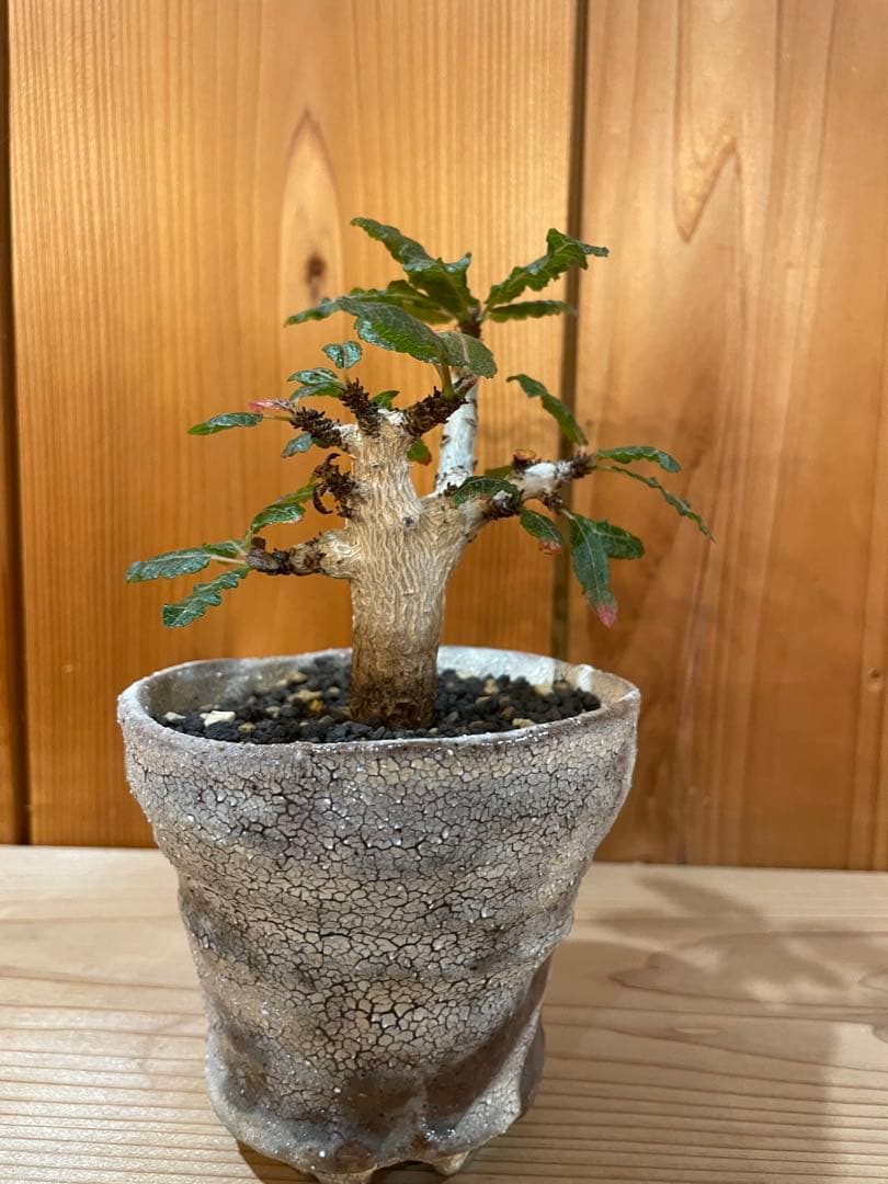 ボスウェリア　ナナ　　　阪本健　鉢