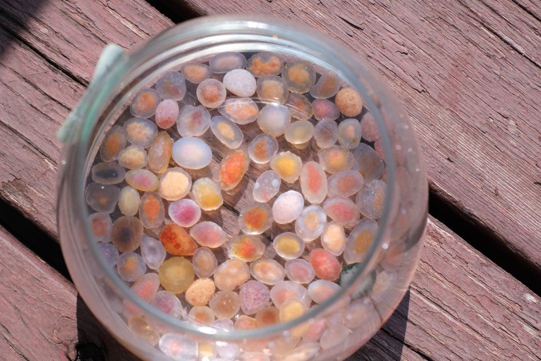 ゴビ石−1400 ゴビ瑪瑙　原石　極小粒　カラーフル