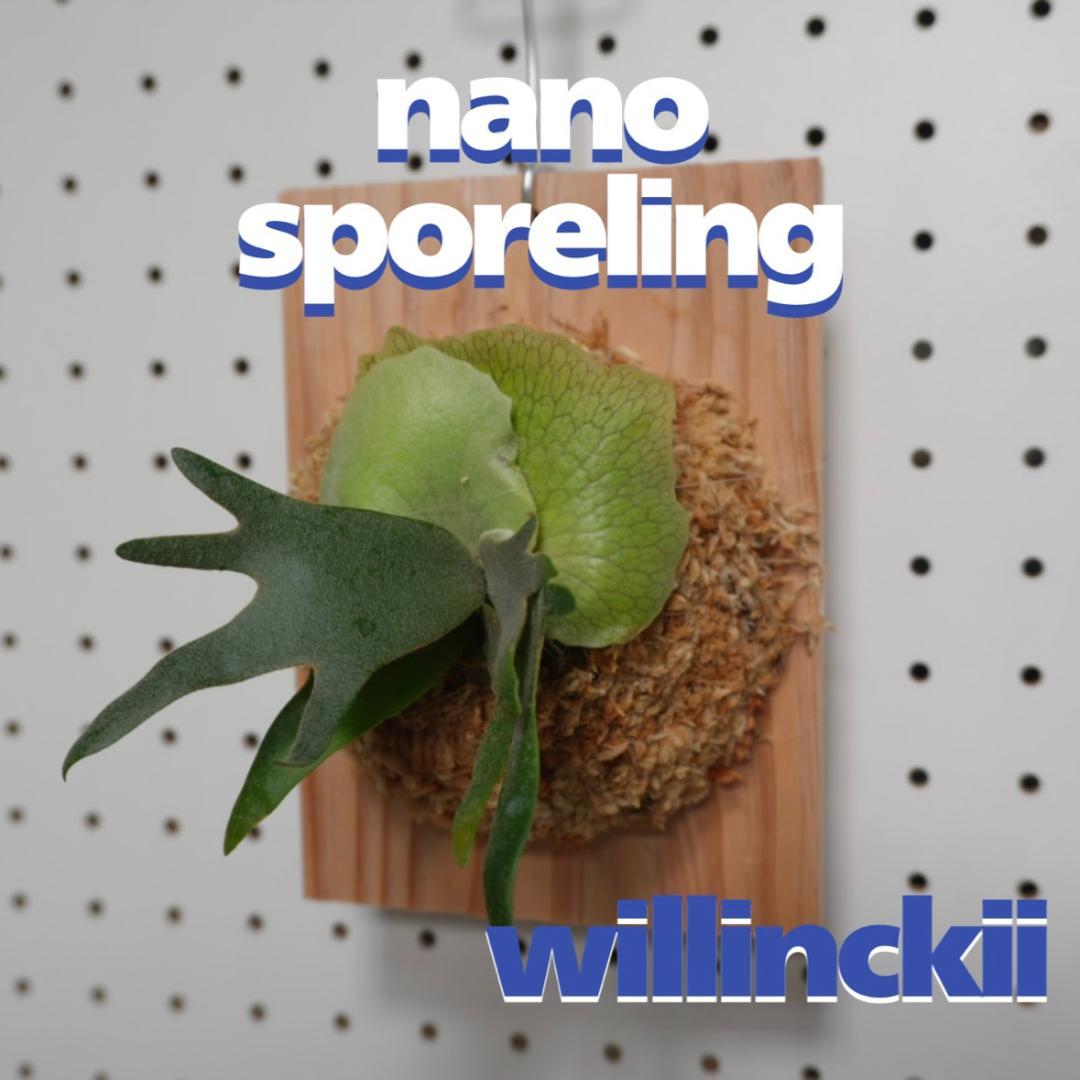 ビカクシダ willinckii nano ウィリンキー ドワーフ 板付