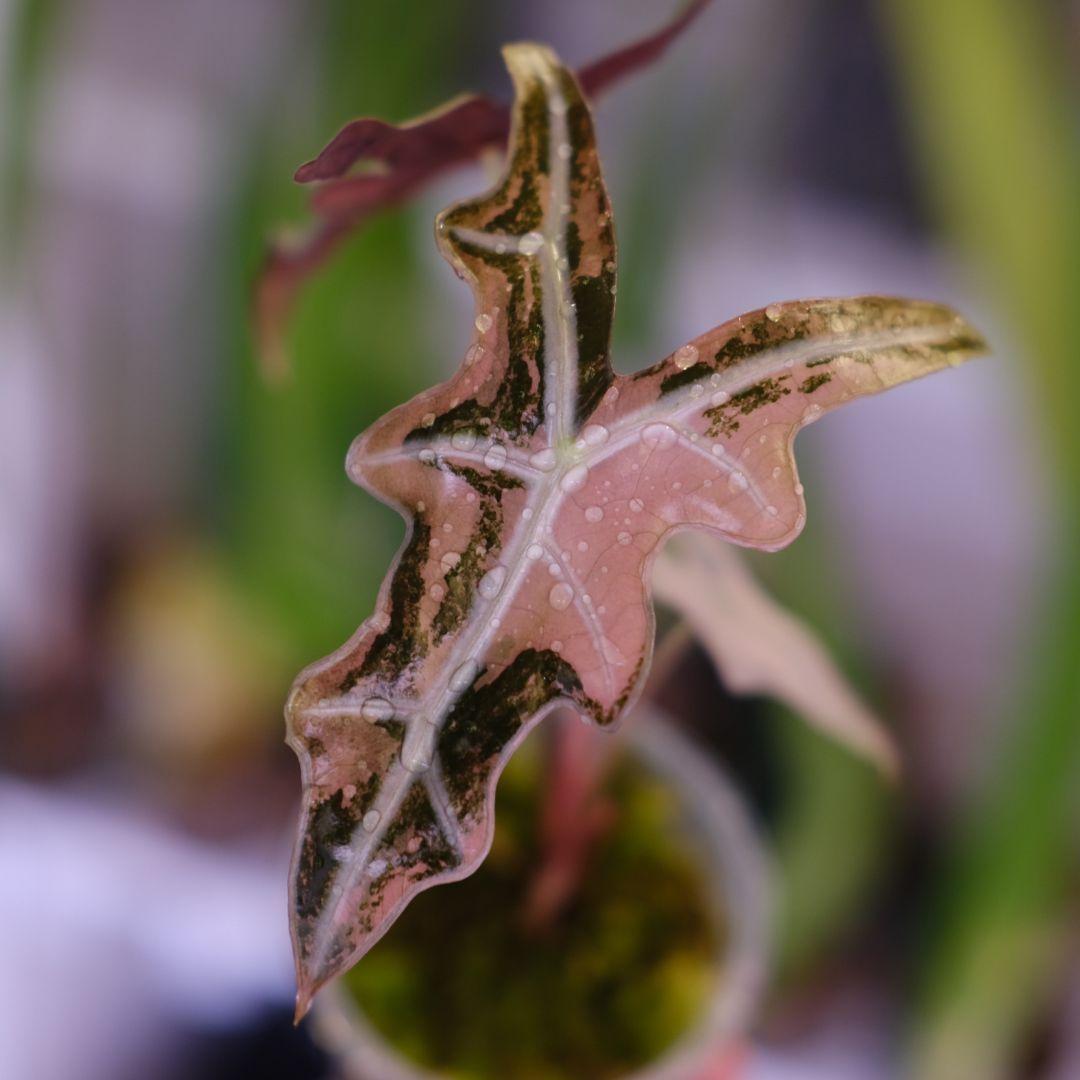 Alocasia Nobillis Pink\