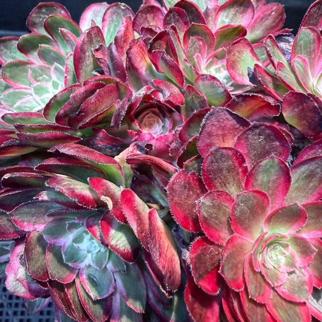 新入荷　超レア新品種　アエオニウム 緋影錦　法師錦　観葉植物　超大品