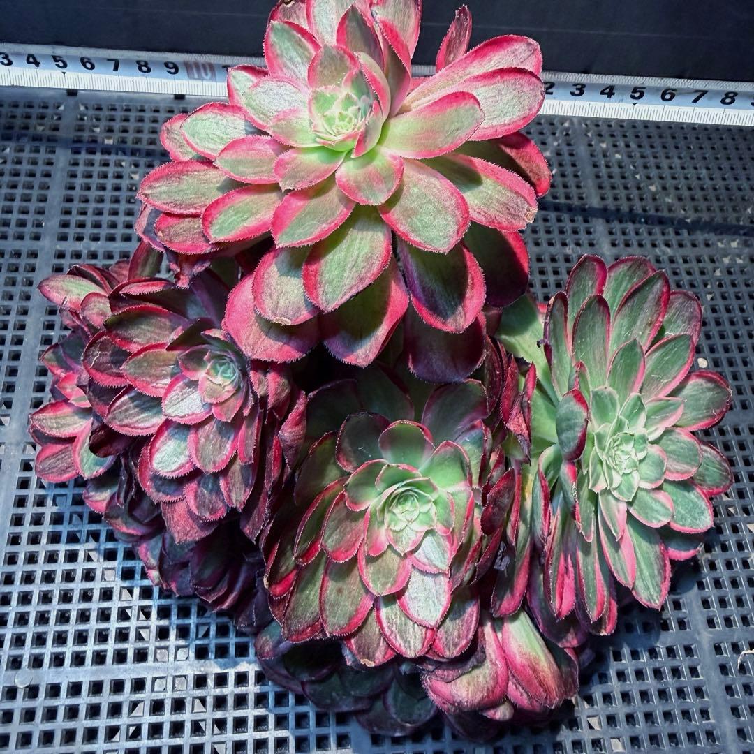 新入荷　超レア新品種　アエオニウム 緋影錦　法師錦　観葉植物　超大品