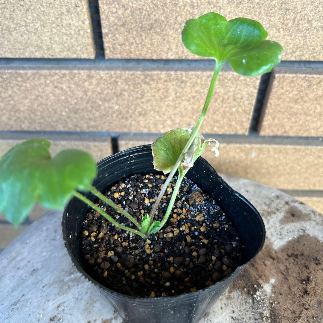 専用　ラナンキュラスラックス4品種