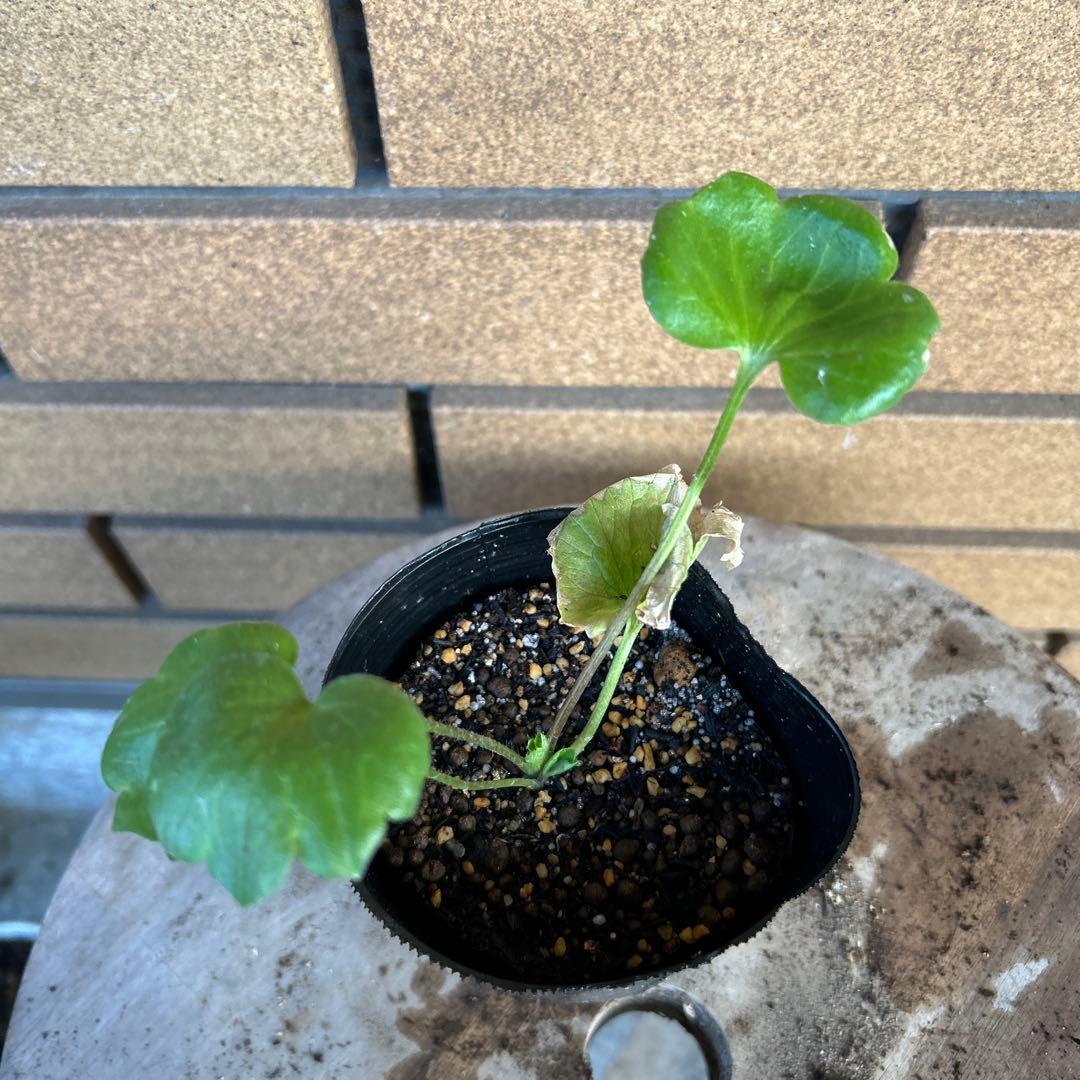 専用　ラナンキュラスラックス4品種