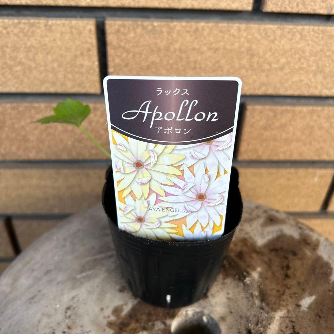 専用　ラナンキュラスラックス4品種