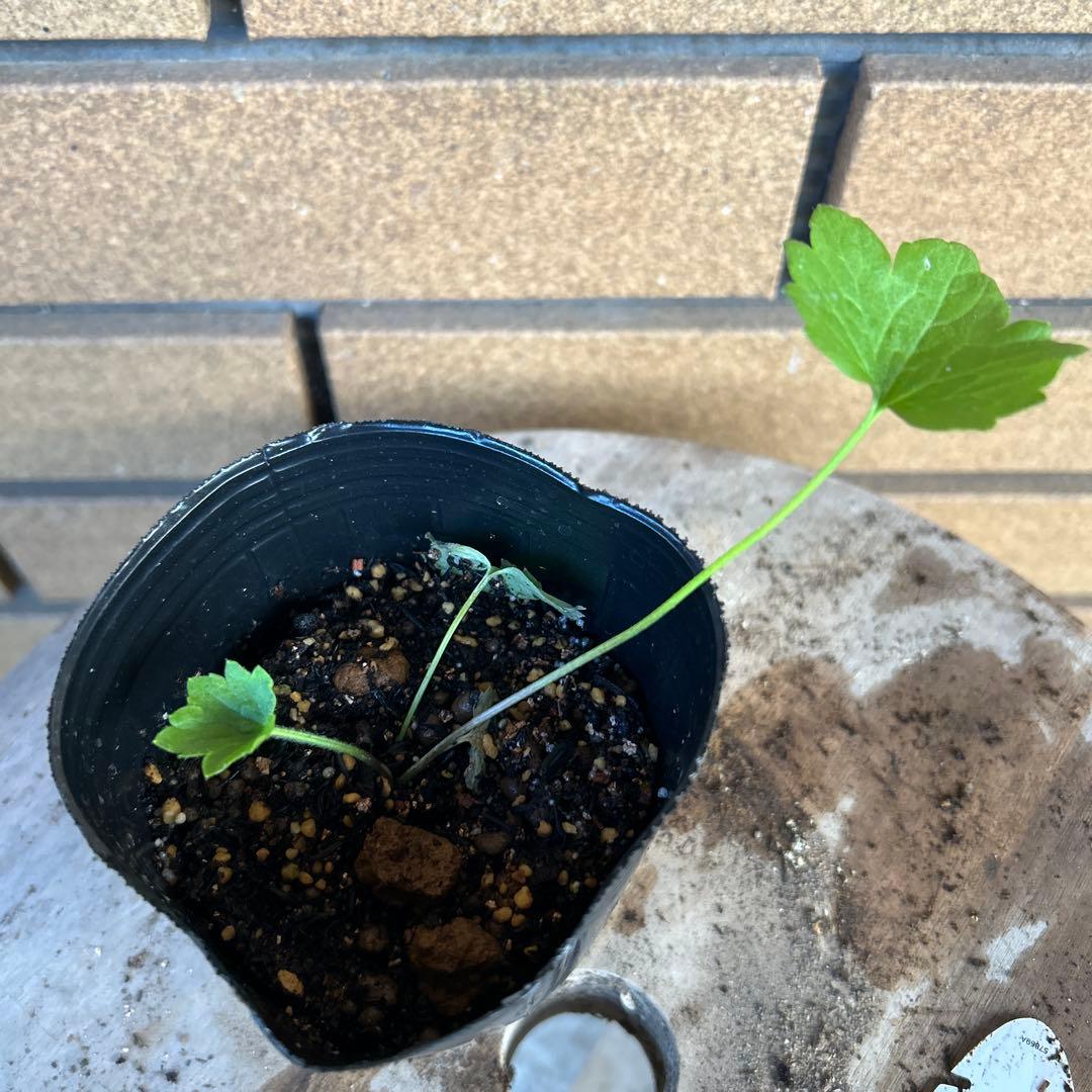 専用　ラナンキュラスラックス4品種