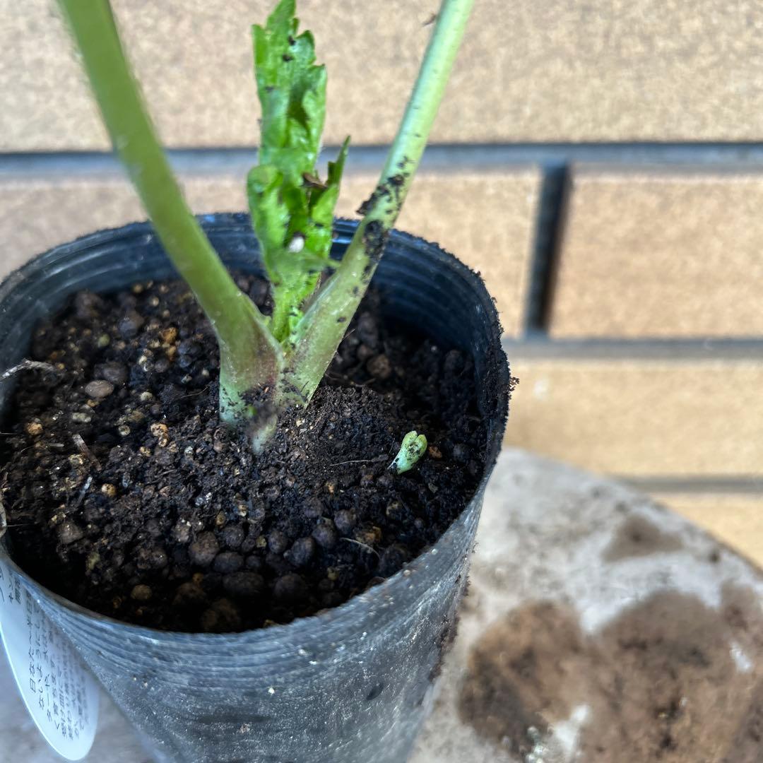 専用　ラナンキュラスラックス4品種