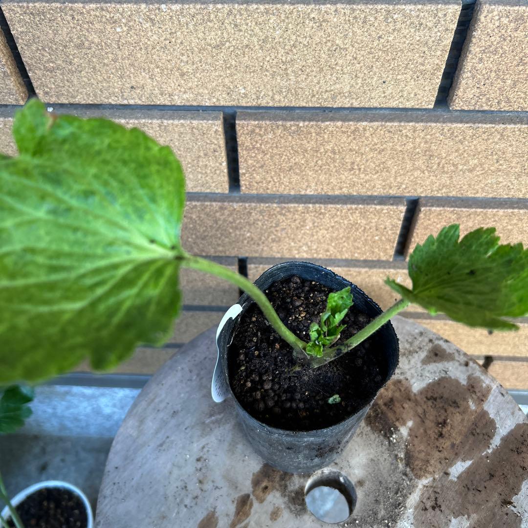 専用　ラナンキュラスラックス4品種