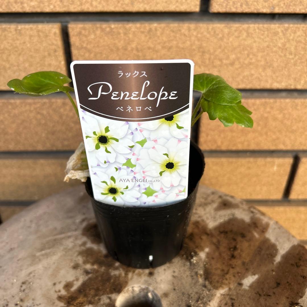 専用　ラナンキュラスラックス4品種