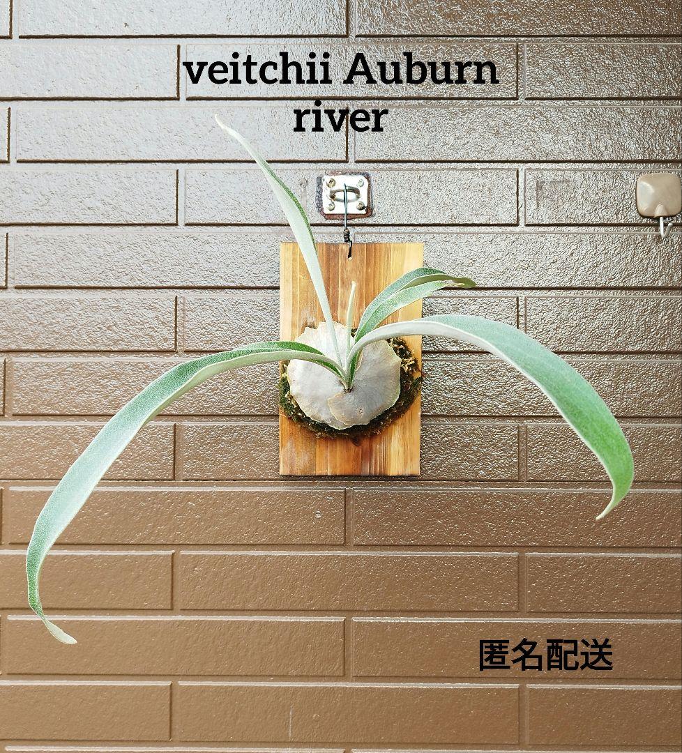 veitchii Auburn  (oc) 株分 ビカクシダ