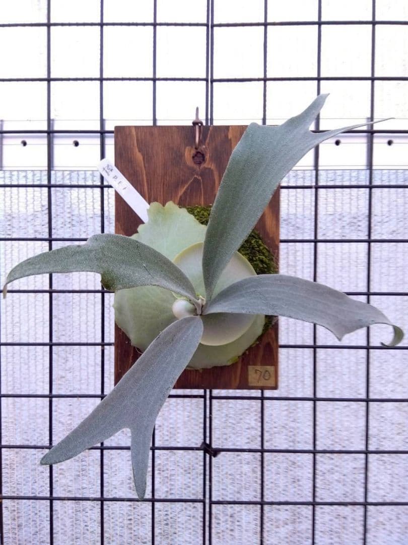 ビカクシダ E-1 子株 70