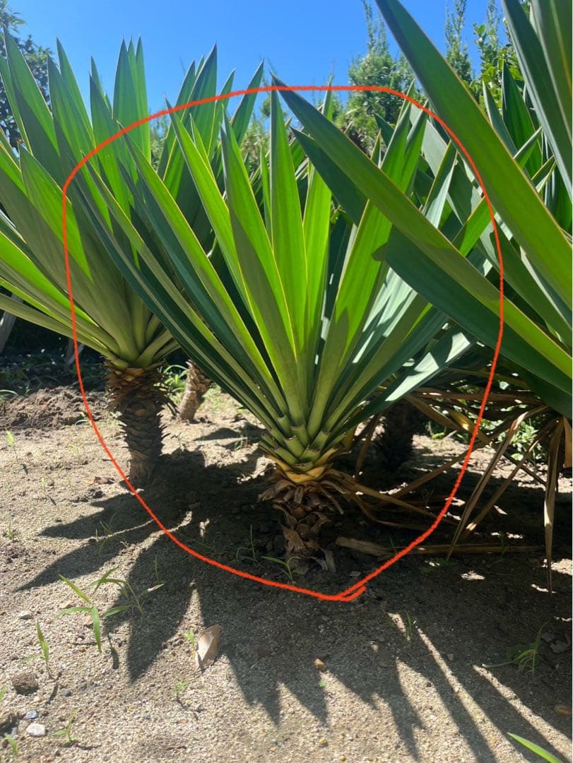 格安！！早い者勝ち【安心発根済み】　ユッカグロリオサ キミガヨラン　④