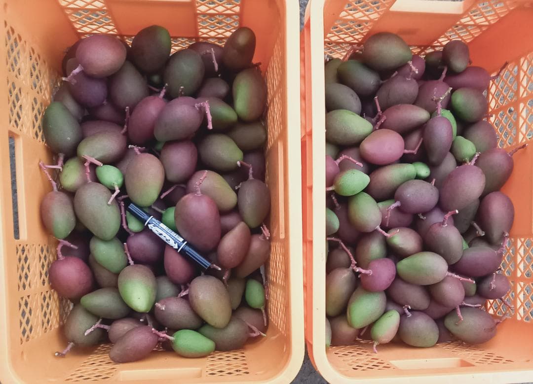 マンゴー+摘果 /10 kg including box