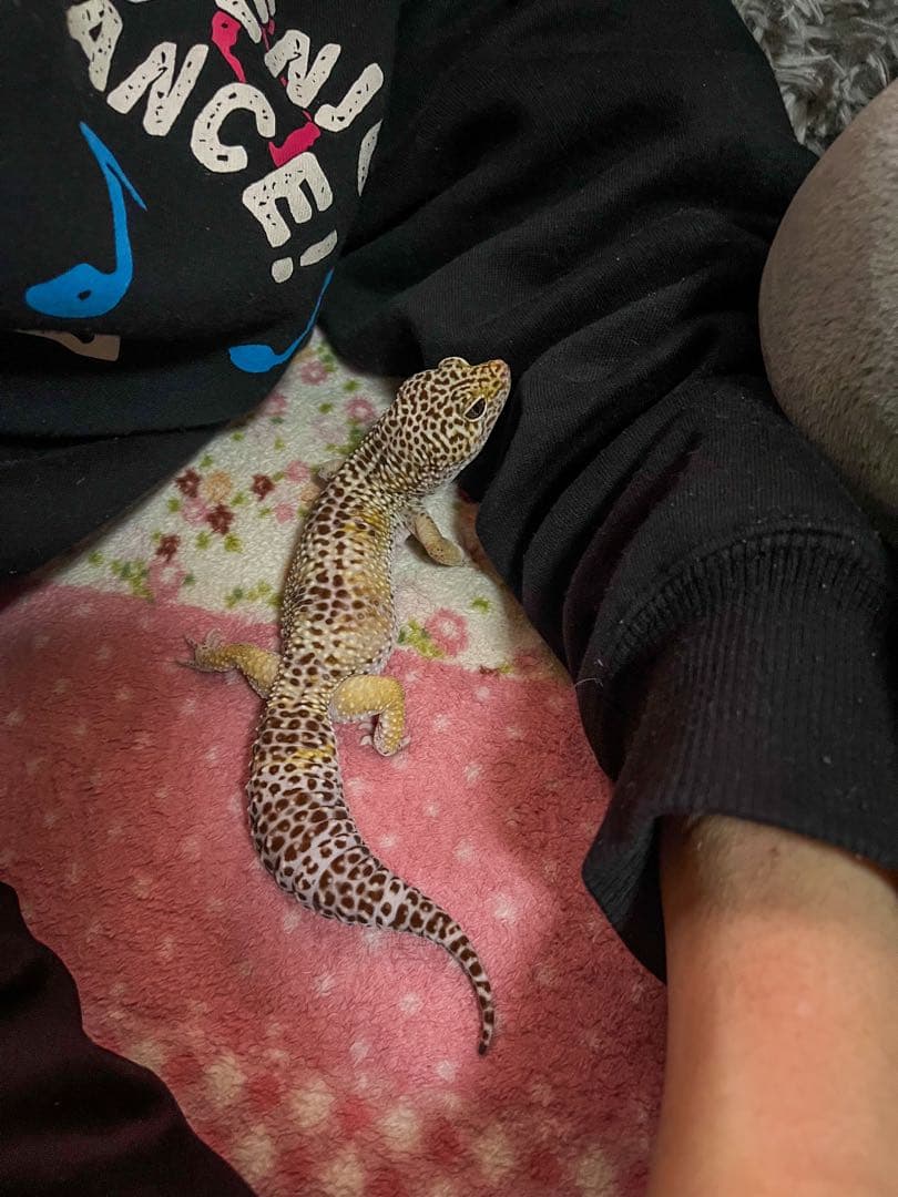 ネイルパーツオーダー参考画像