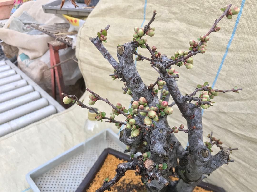 木瓜(ボケ)・放春花　安田錦　角鉢(大)(咲分け保証品)