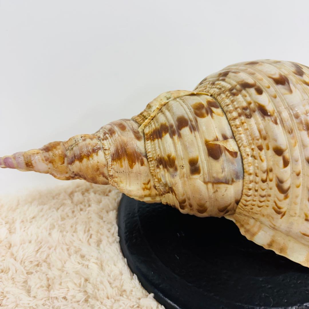 24時間以内発送 法螺貝 ほら貝 約37cm インテリア 西海岸