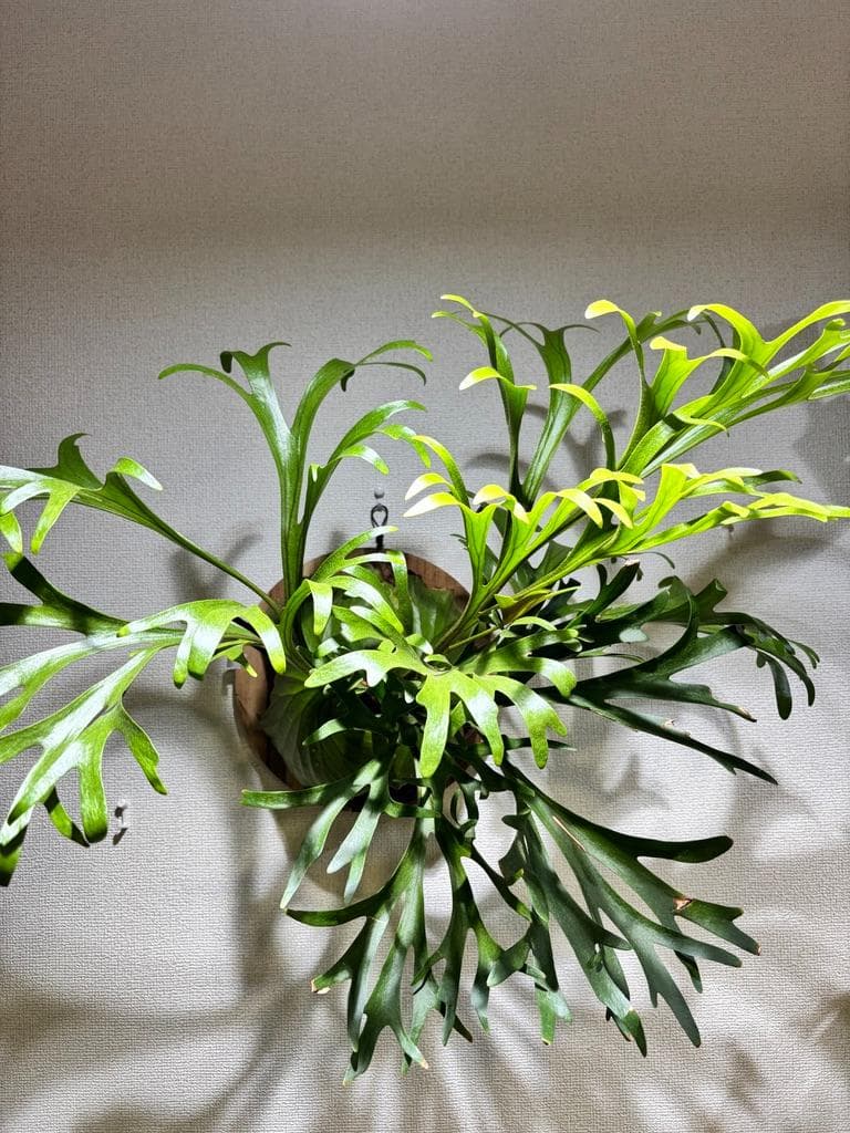 値下げ【特選株・迫力満点】ビカクシダ P. キッチャクード・リドレイ