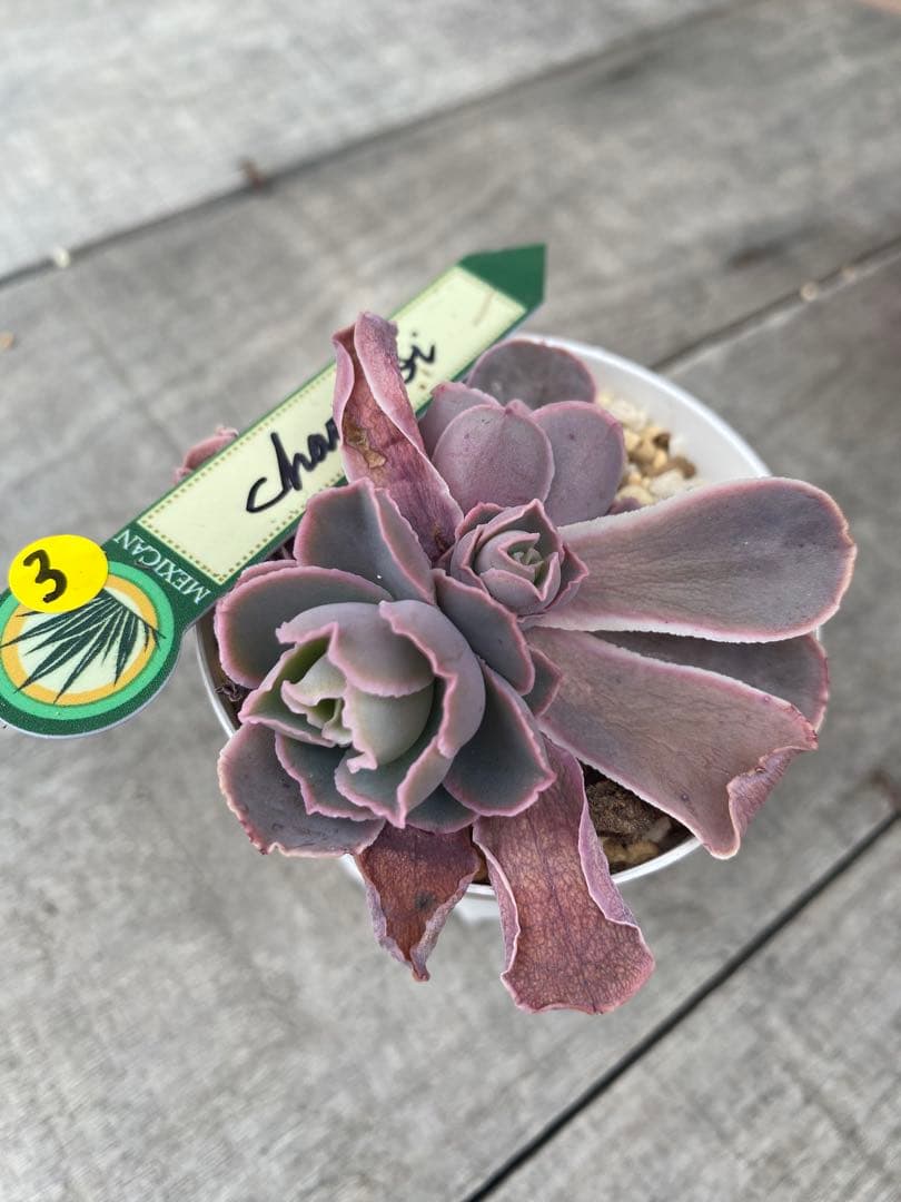 3 三頭　原種　チャザロイ　Chazaroi エケベリア 紫色
