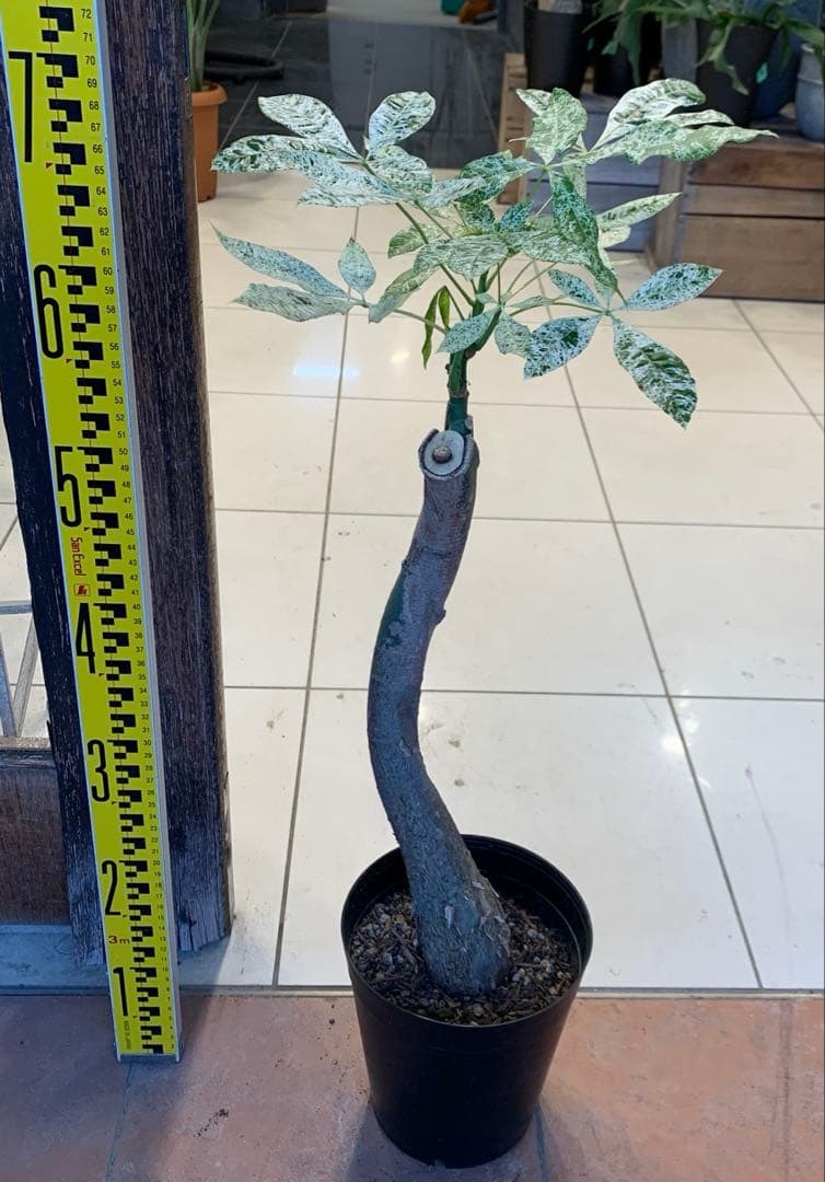 パキラ ミルキーウェイ 10