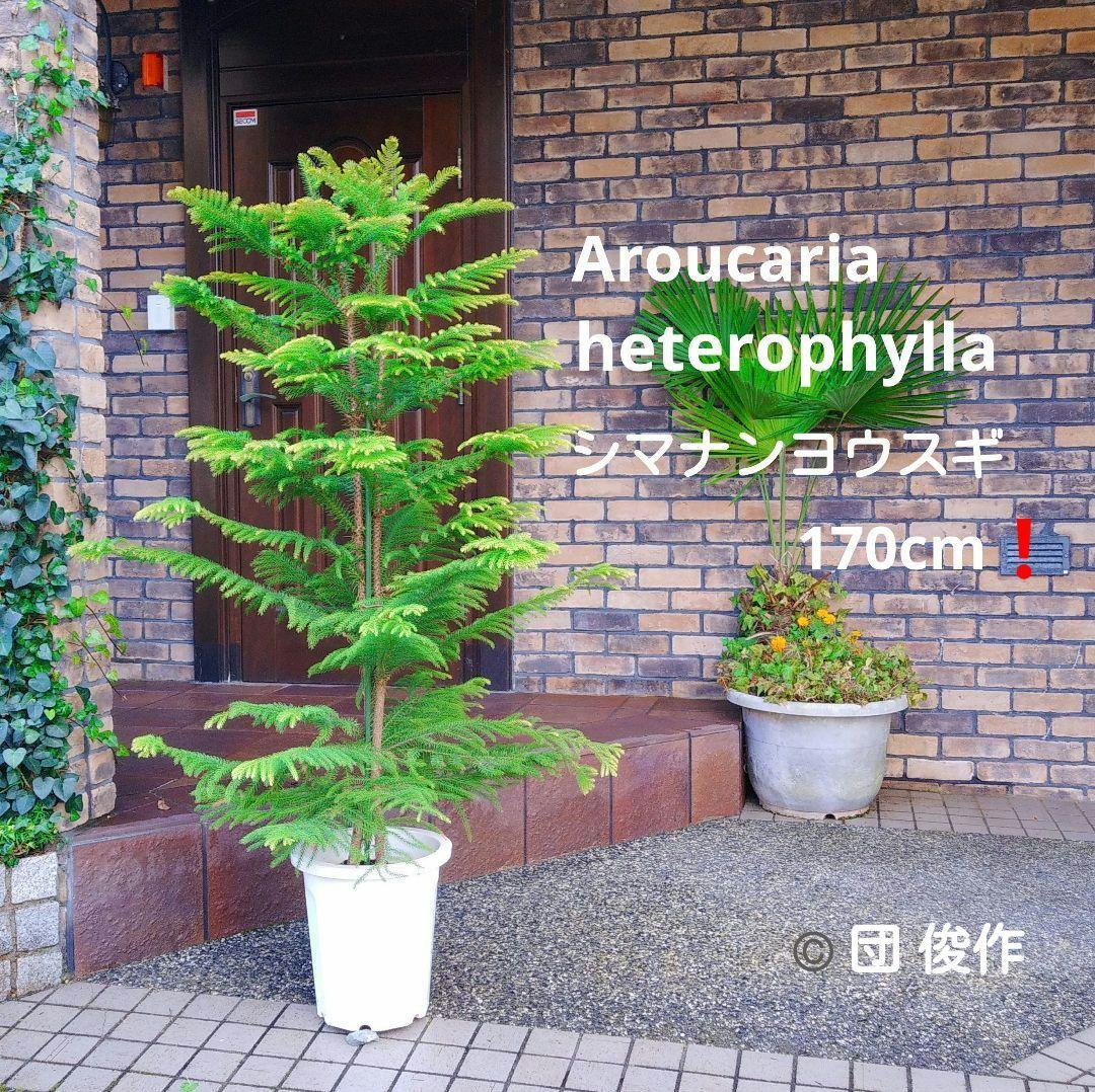 アロカリア シマナンヨウスギ苗木 シマ南洋杉 南洋杉 大型170❗ 2株仕立て