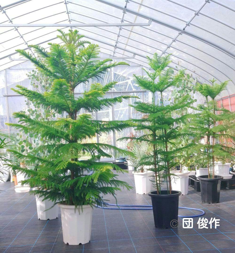 アロカリア シマナンヨウスギ苗木 シマ南洋杉 南洋杉 大型170❗ 2株仕立て