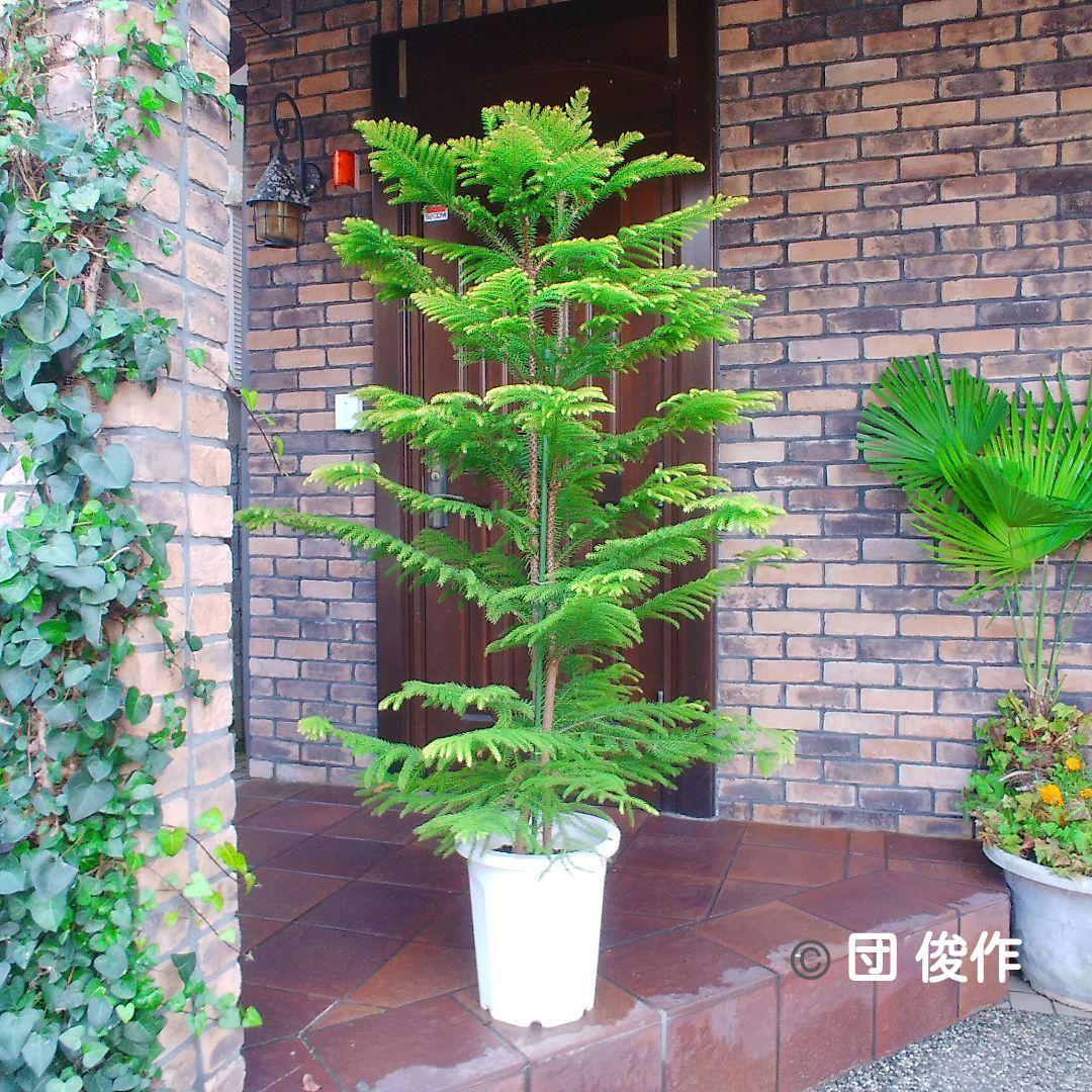 アロカリア シマナンヨウスギ苗木 シマ南洋杉 南洋杉 大型170❗ 2株仕立て