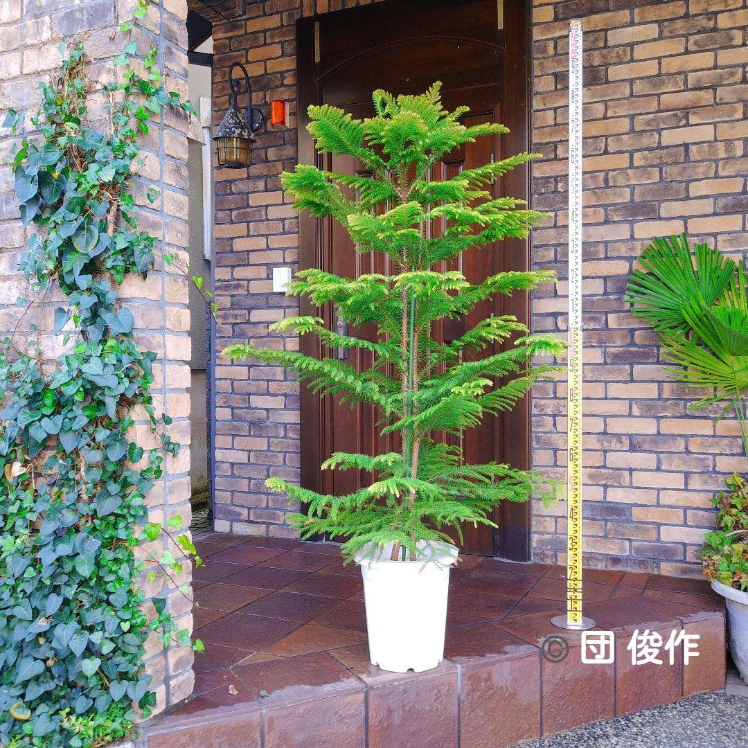 アロカリア シマナンヨウスギ苗木 シマ南洋杉 南洋杉 大型170❗ 2株仕立て