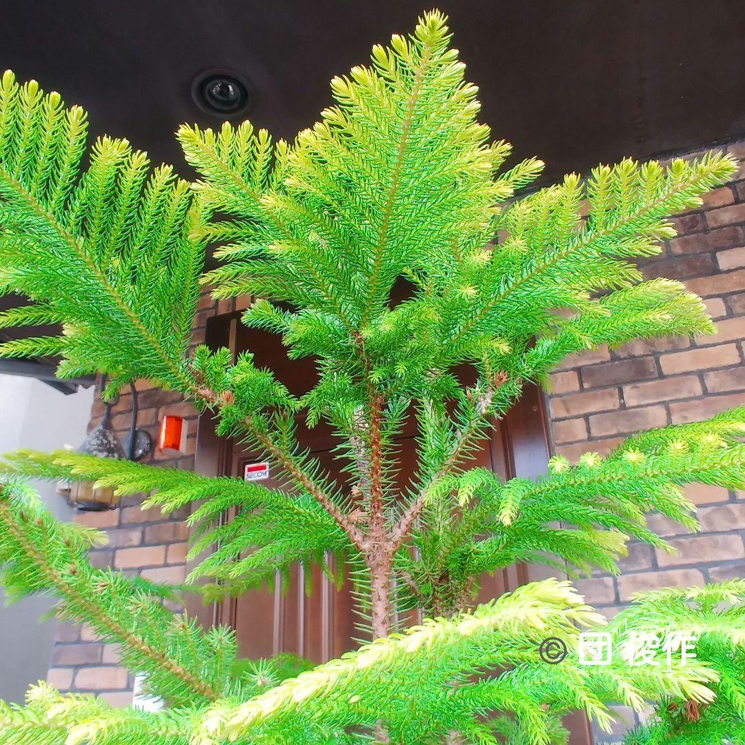 アロカリア シマナンヨウスギ苗木 シマ南洋杉 南洋杉 大型170❗ 2株仕立て