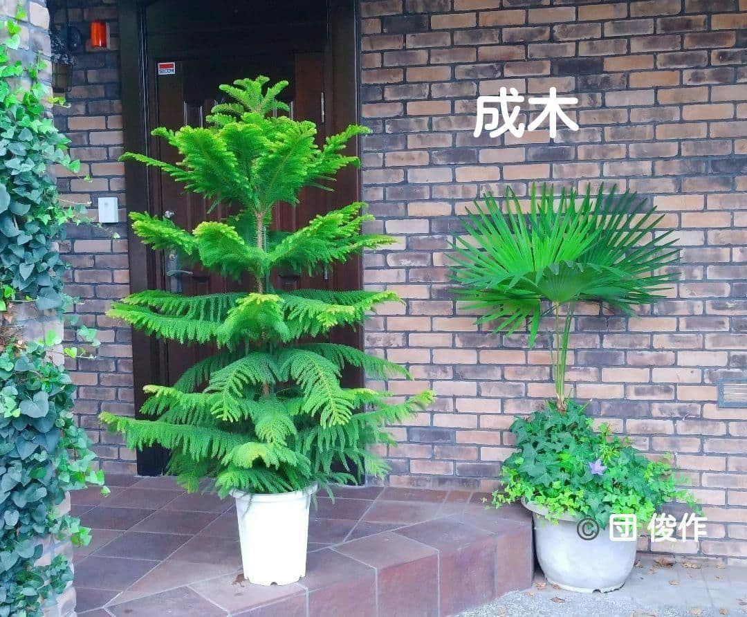 アロカリア シマナンヨウスギ苗木 シマ南洋杉 南洋杉 大型170❗ 2株仕立て