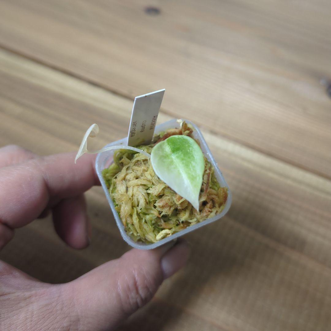 その他観葉植物 Alocasia Cuprea Variegata