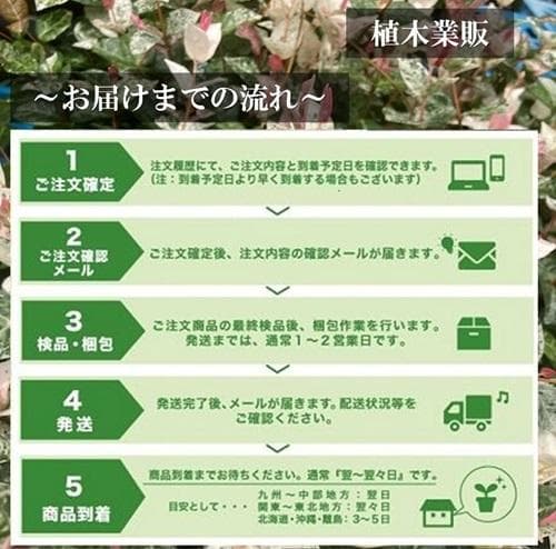 タイサンボク リトルジェム/10.5cmポット(画像の物をお送りいたします)1本