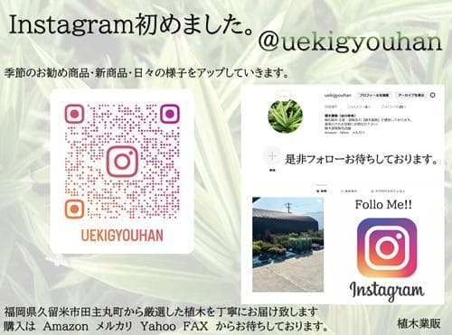 タイサンボク リトルジェム/10.5cmポット(画像の物をお送りいたします)1本