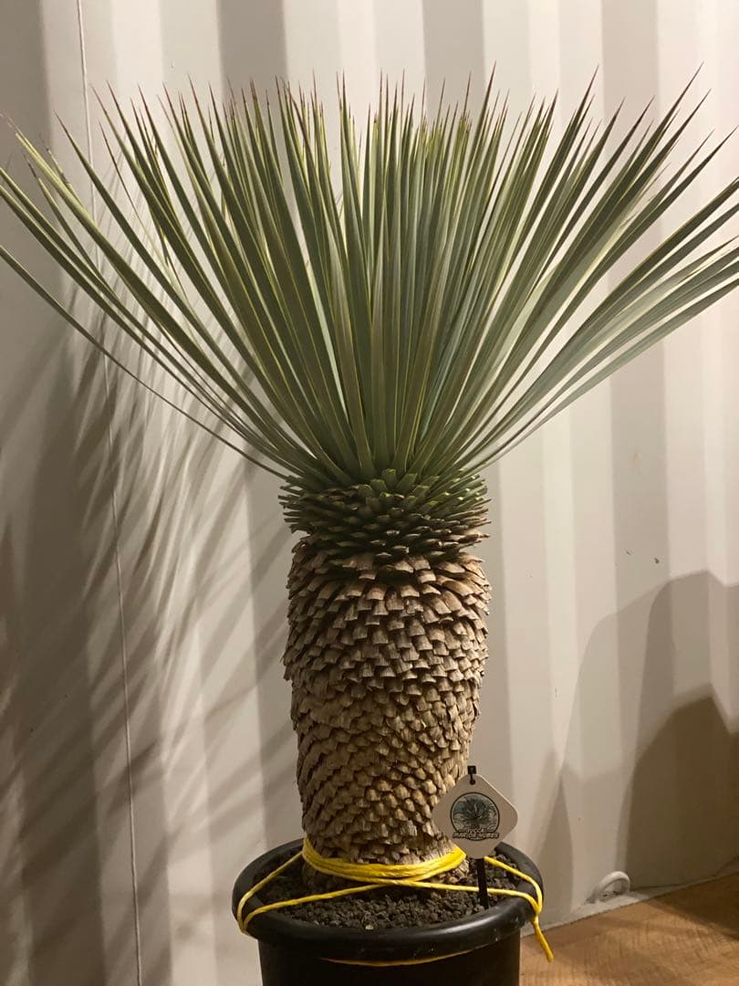 ⭐︎初売り⭐︎ユッカ　マルデヌベスver.ロスト