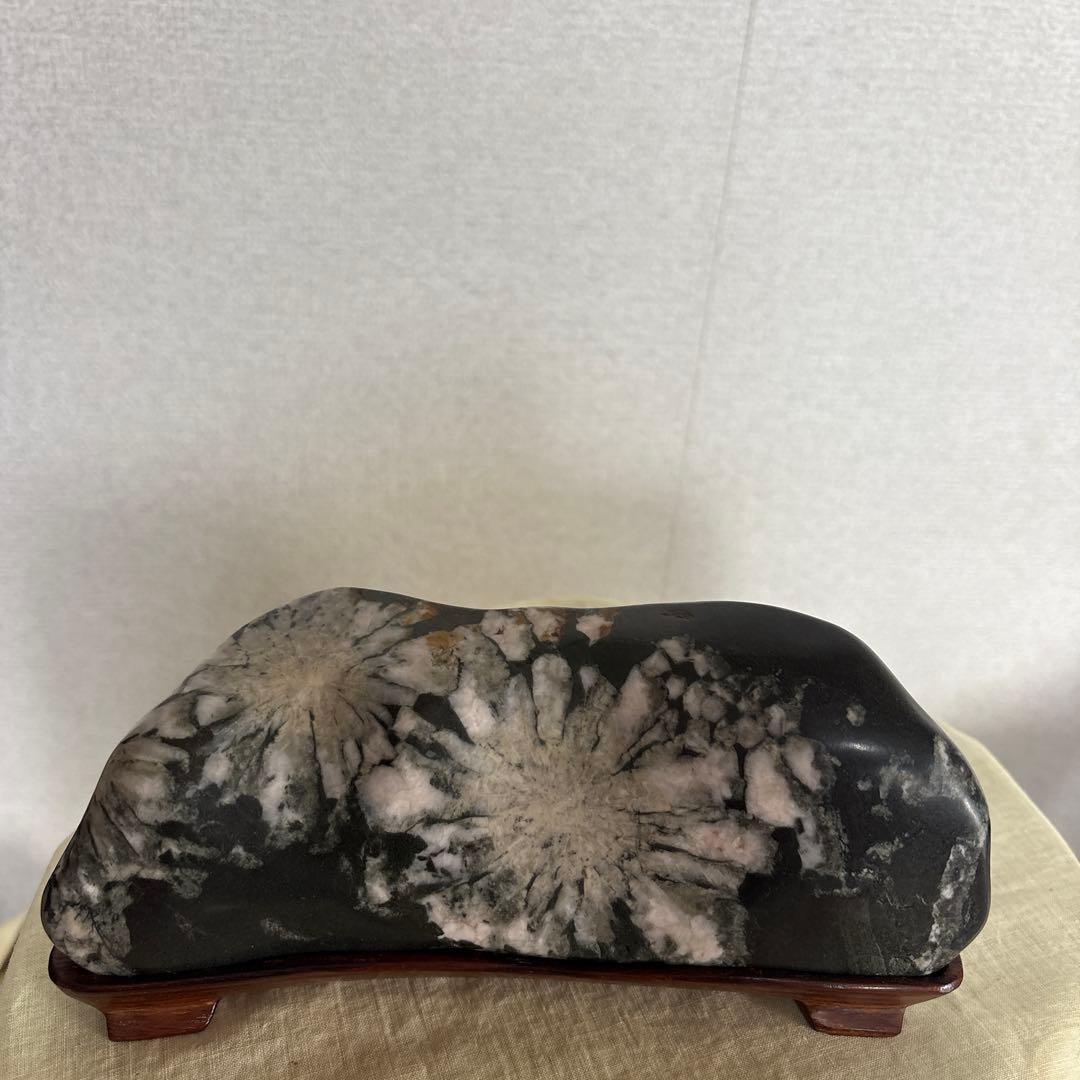 菊花石、菊石、水石、盆石、盆栽、置物 　お値下げしました。