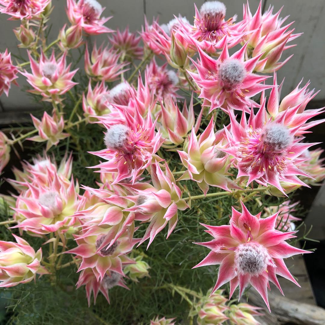 即完売♡大苗♡プリティピンク♡セルリア♡