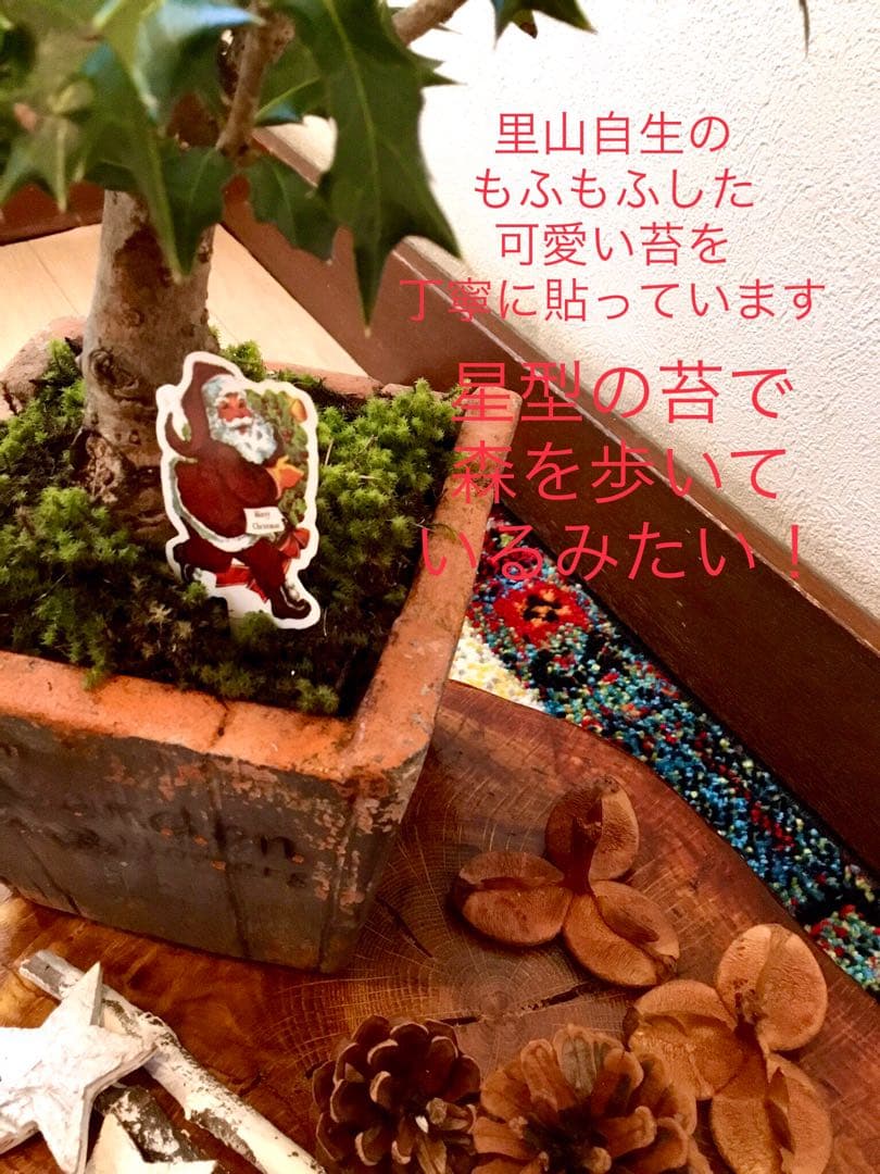 天然野生＊とてもダイナミックな森の可愛い柊さん【柊＊クリスマスツリー】