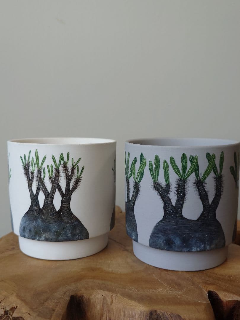 【一点物】 saori_ohwada パキポディウム グラキリス ペイント鉢