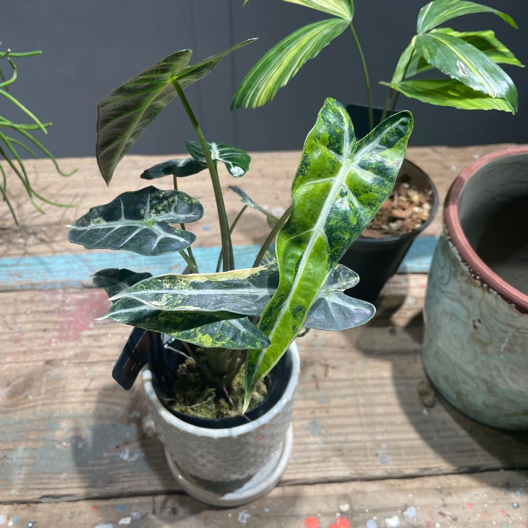 アロカシア　アマゾニカ　オーレア