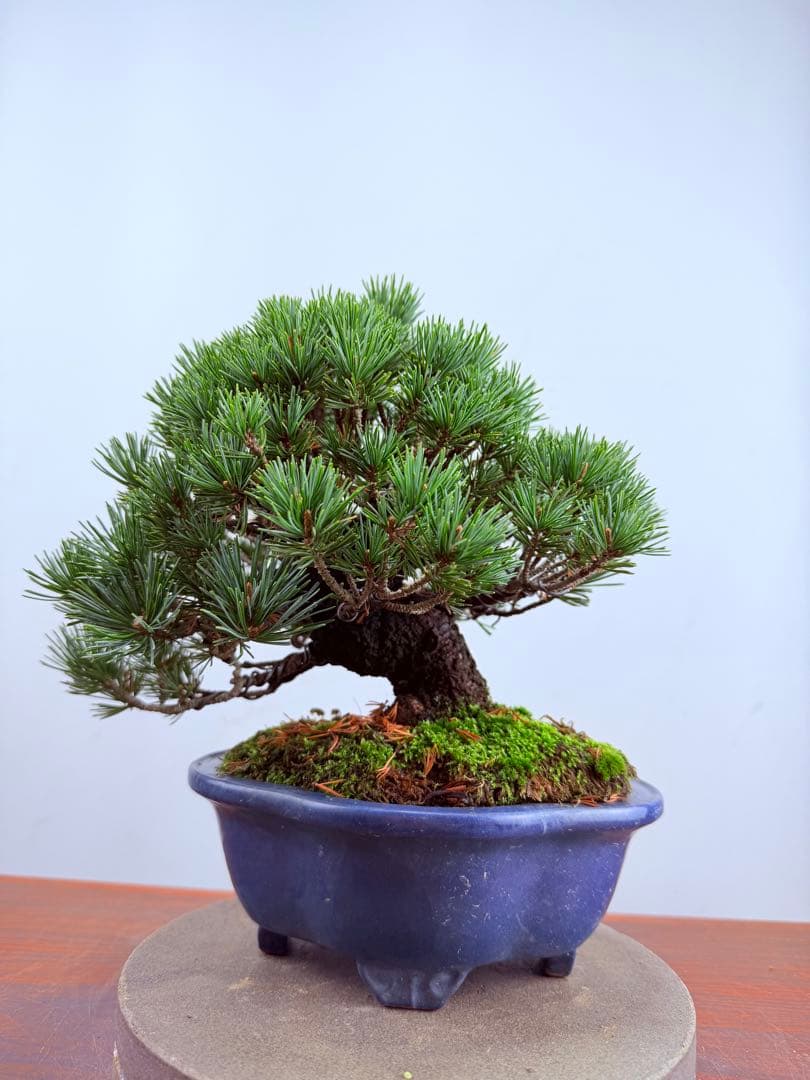 【ガチ盆栽】福娘　五葉松　小品盆栽　激古　持ち込み古
