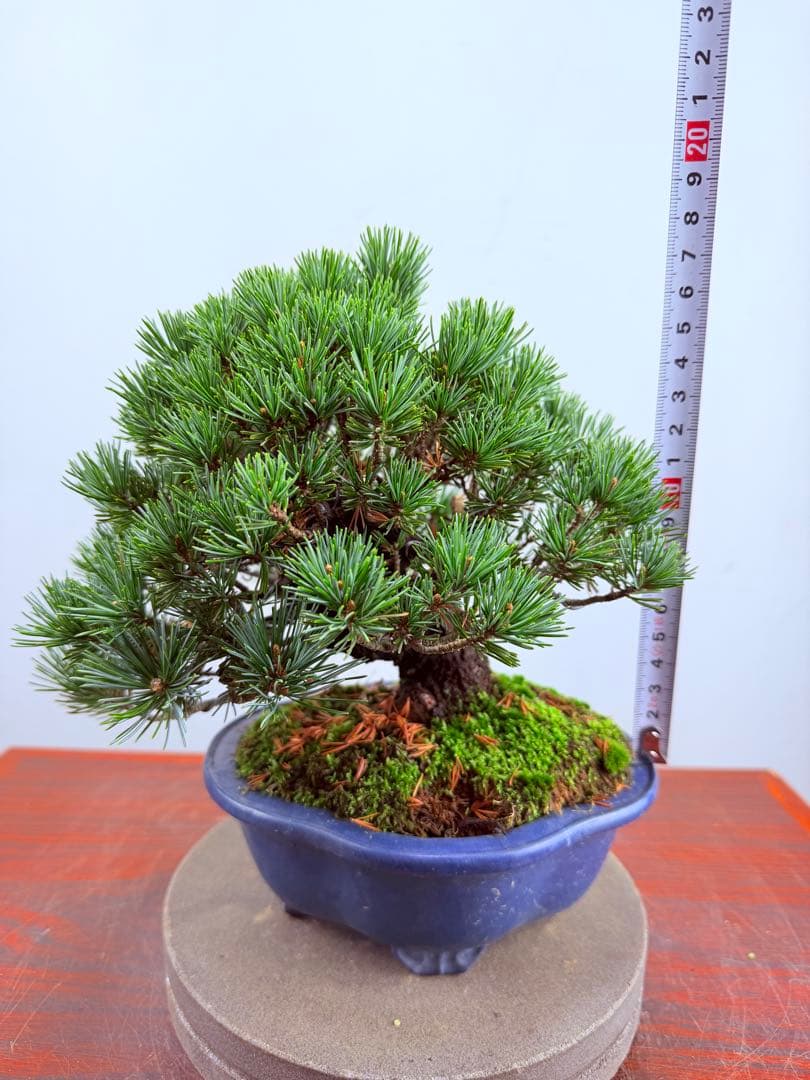 【ガチ盆栽】福娘　五葉松　小品盆栽　激古　持ち込み古