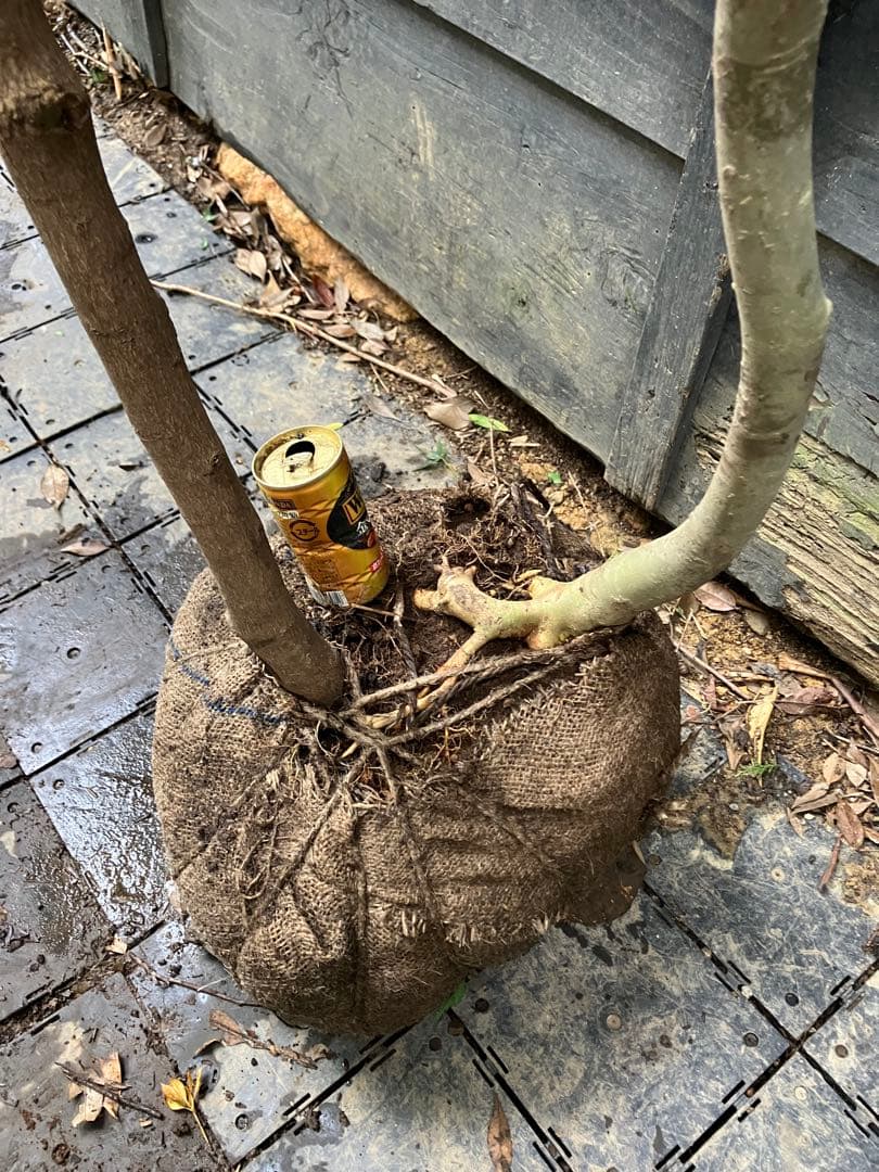 山採り　アオダモ　イロハモミジ　混合株