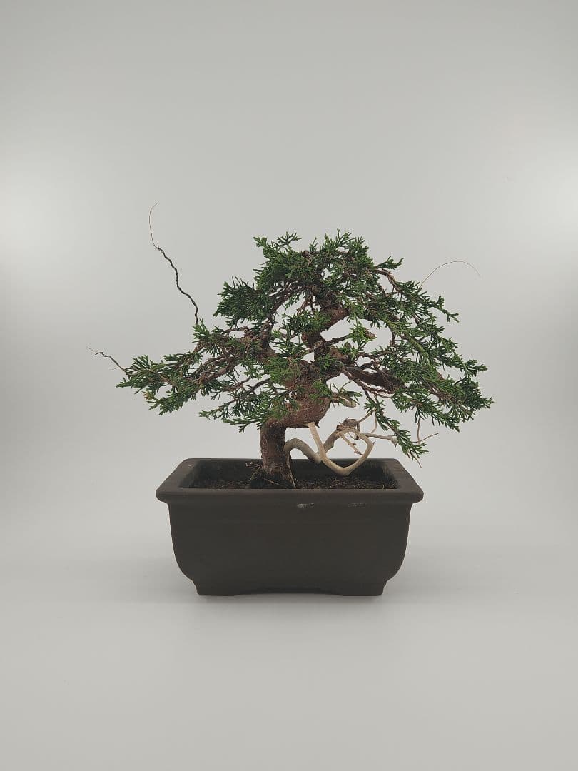 小品 模様木 糸魚川盆栽 五葉松盆栽 真柏盆栽 懸崖 真柏 黒松 赤松 五葉松