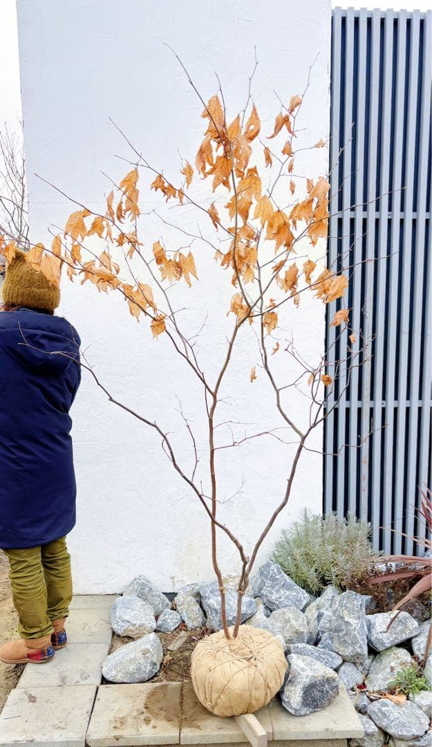 逸品。山採りシロモジ2.3M(鉢底から)