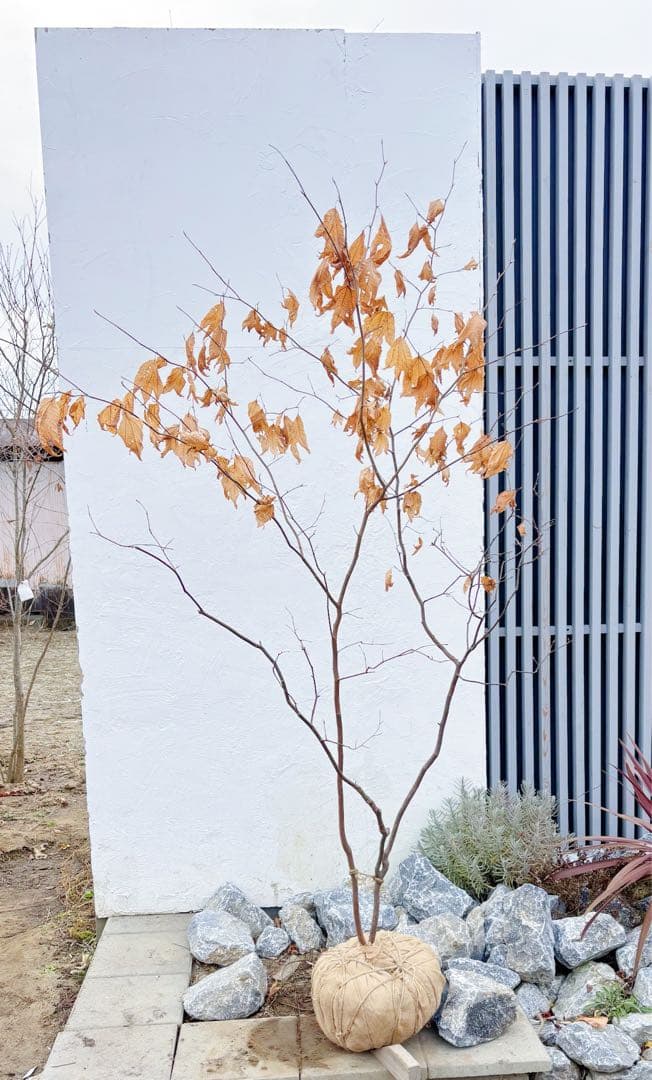 逸品。山採りシロモジ2.3M(鉢底から)