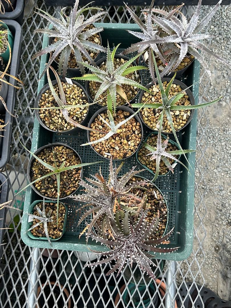 MRB ディッキア Dyckia まとめ売り MRB棚4番 10株
