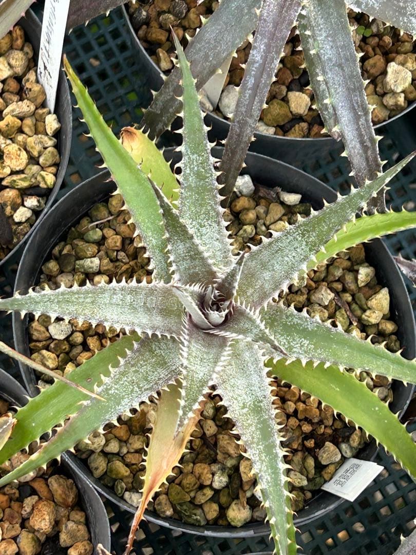 MRB ディッキア Dyckia まとめ売り MRB棚4番 10株